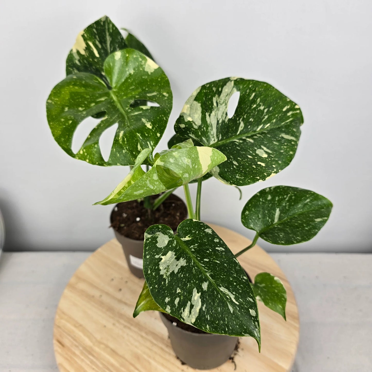 Monstera 'Thai Constellation'