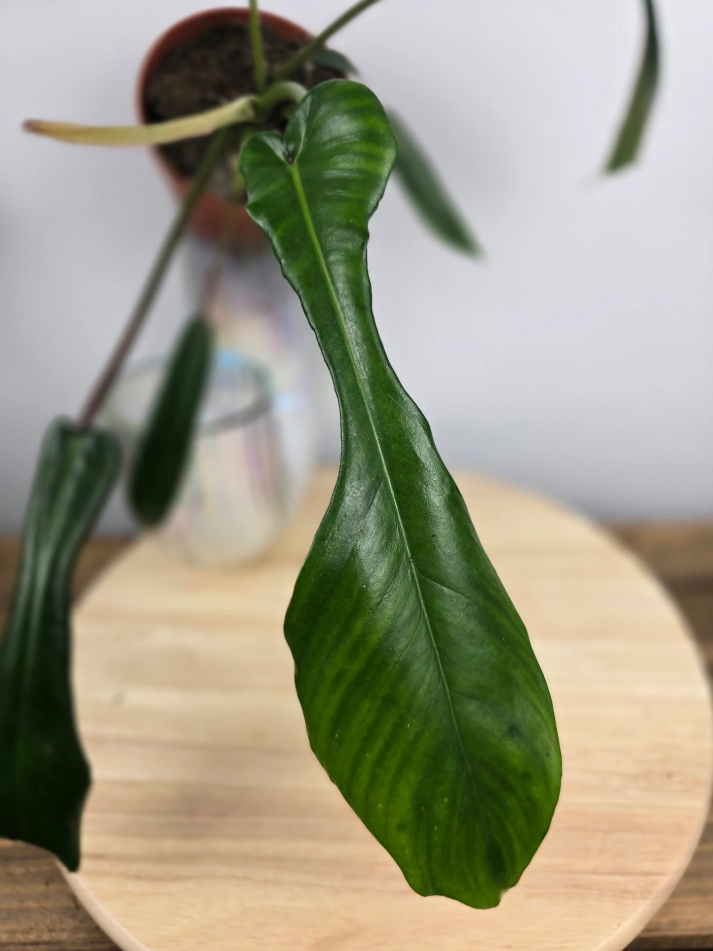 Philodendron Joepii