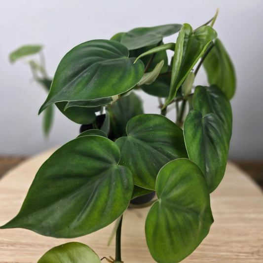 Philodendron scandens