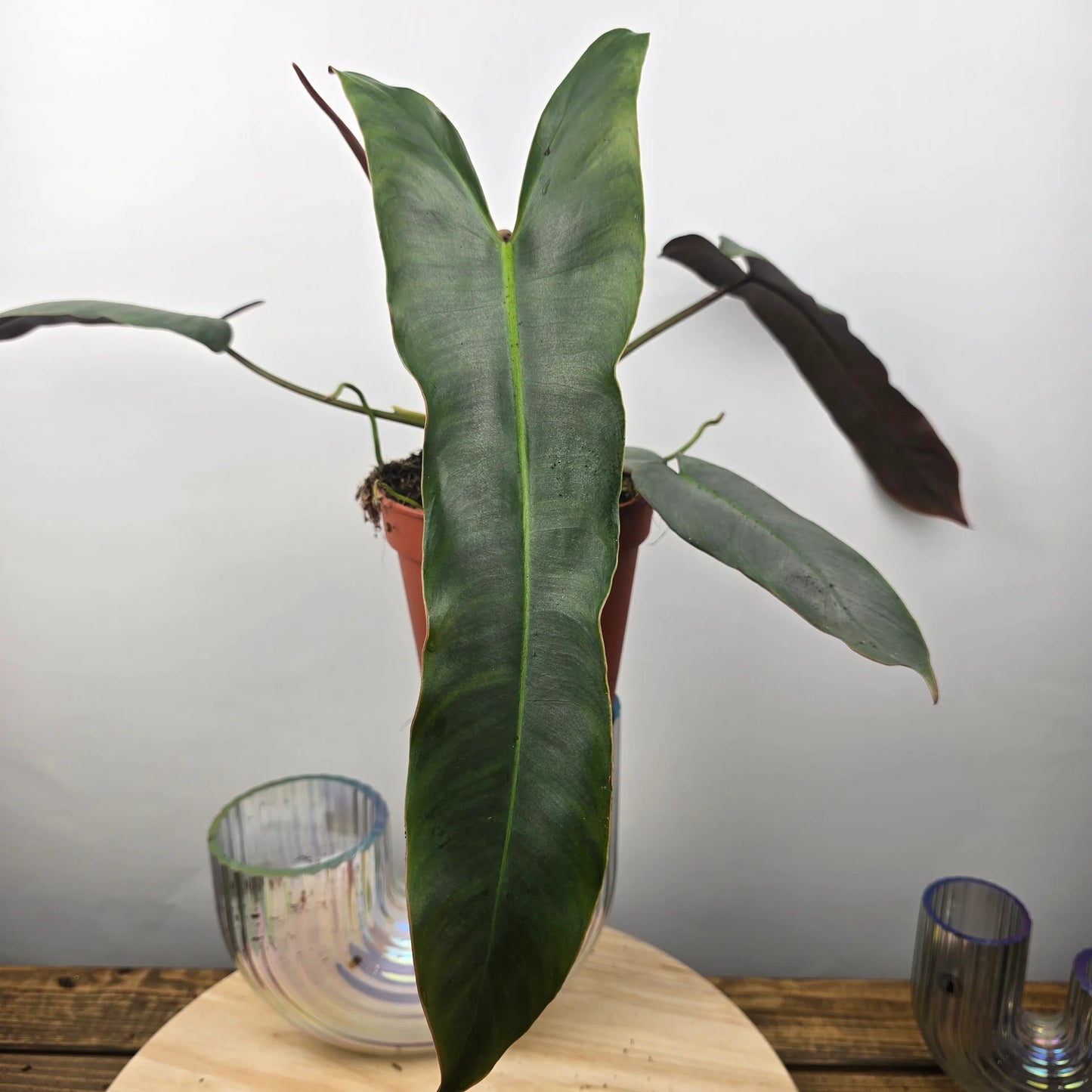 Philodendron atabapoense