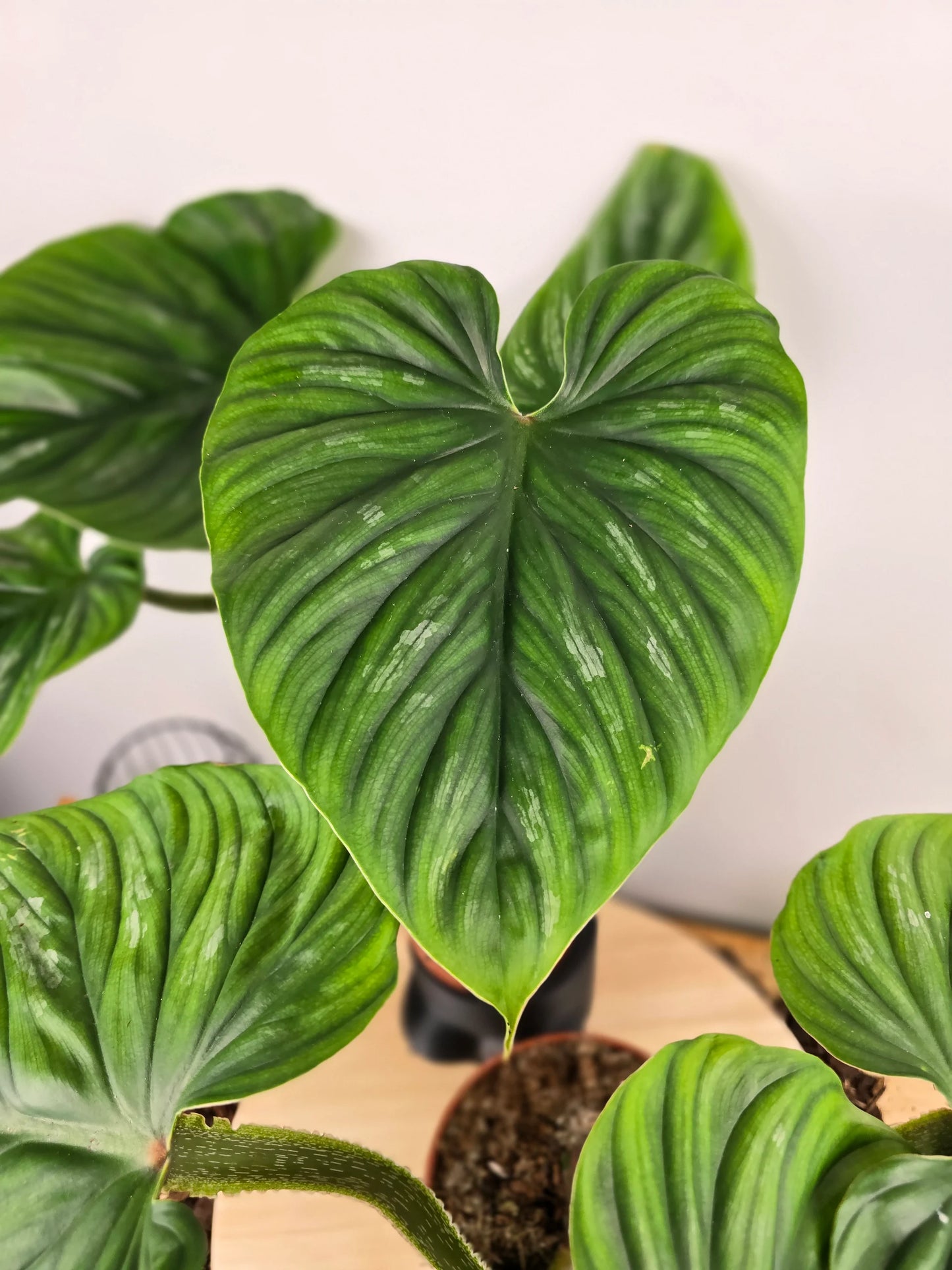 Philodendron plowmanii