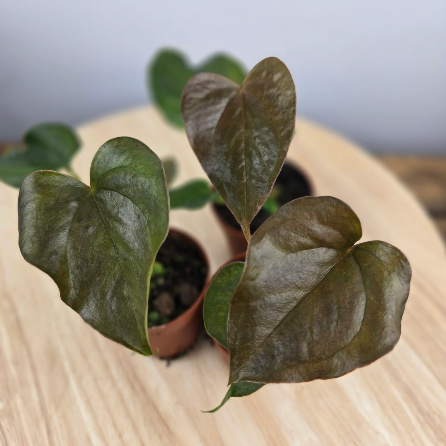 Anthurium 'Red Beauty'