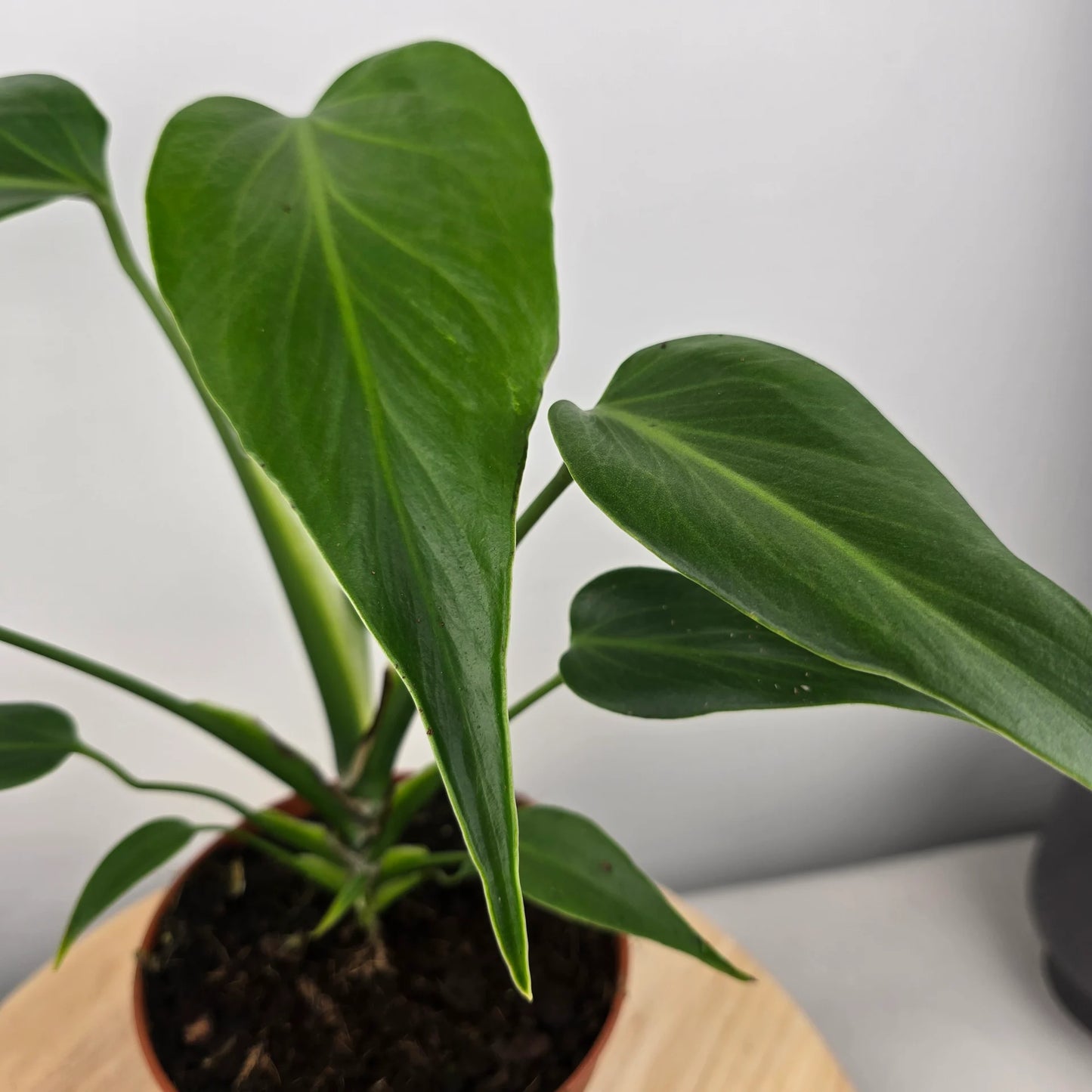Monstera Burle Marx Flame