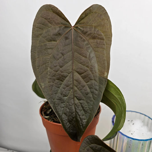 Anthurium 'Queen of Hearts'
