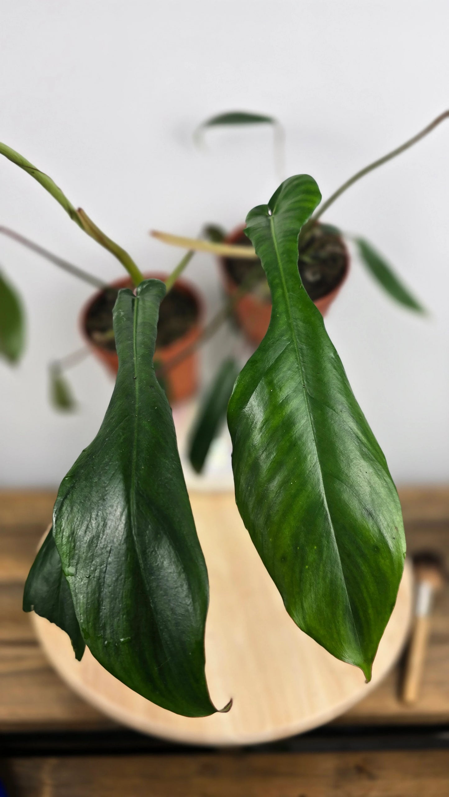 Philodendron Joepii