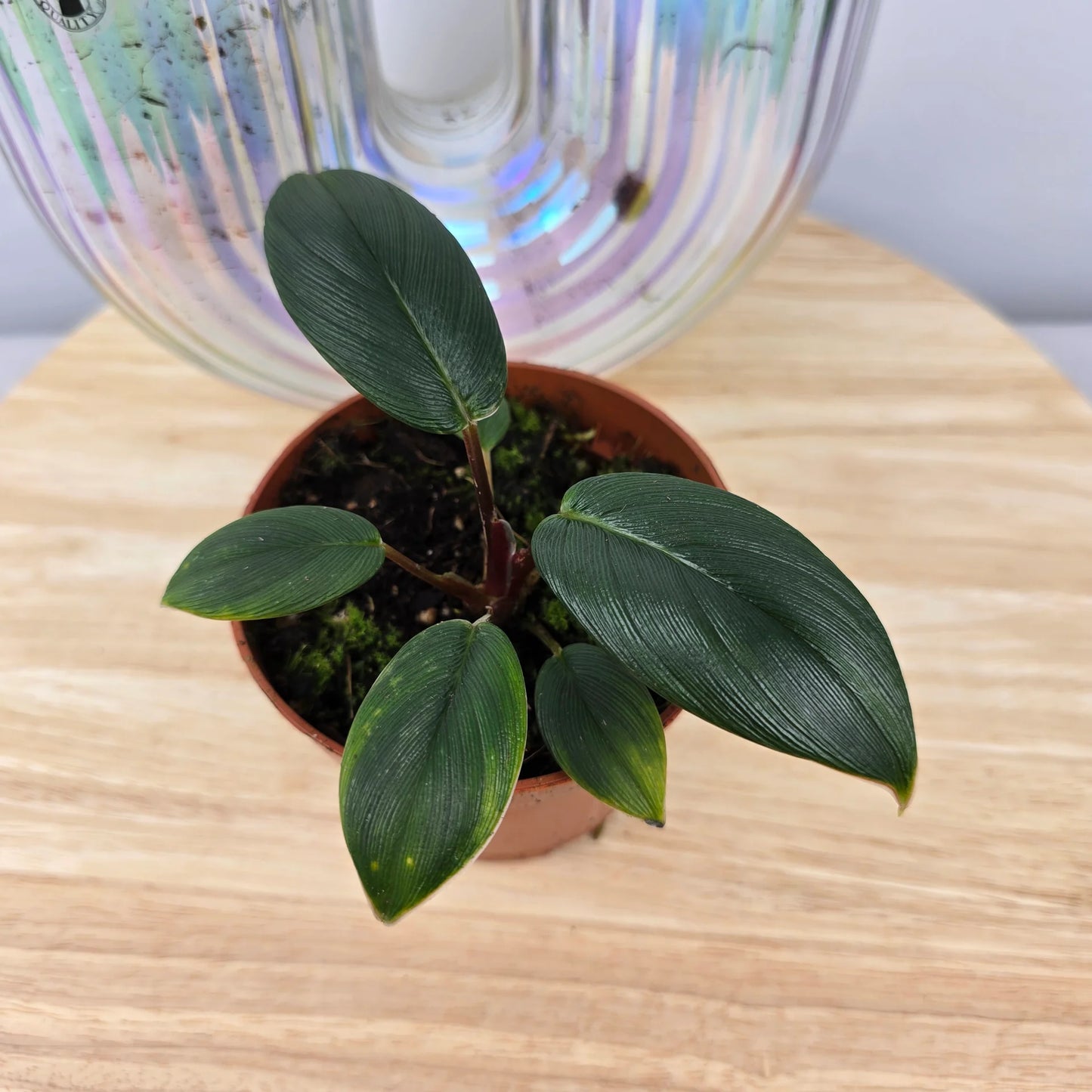 Homalomena wallisii 'Red Sumatra'