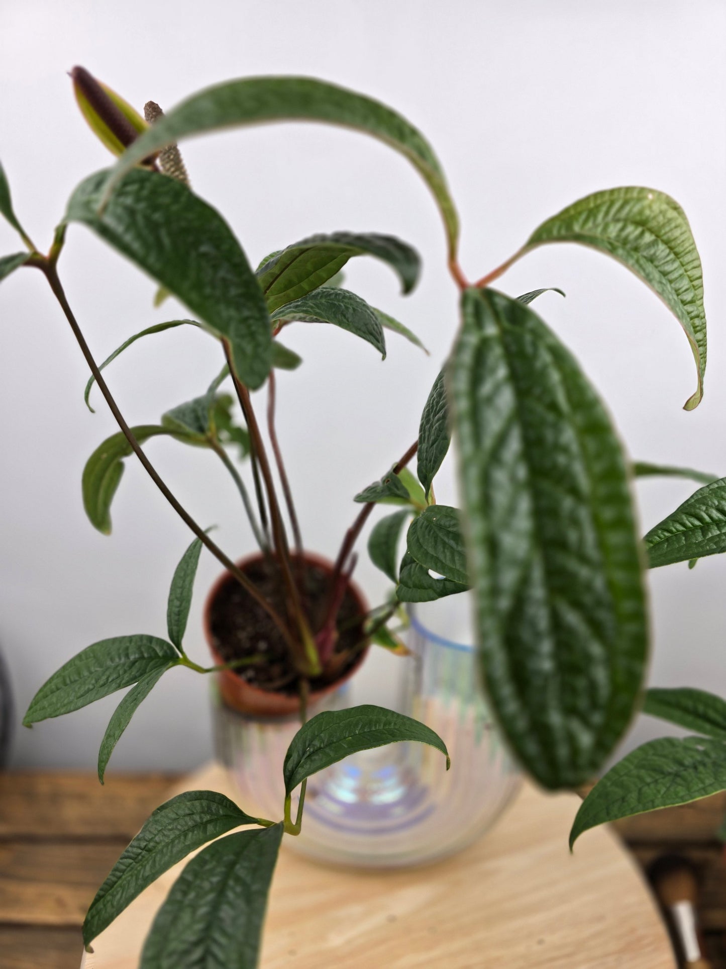 Anthurium arisaemoides