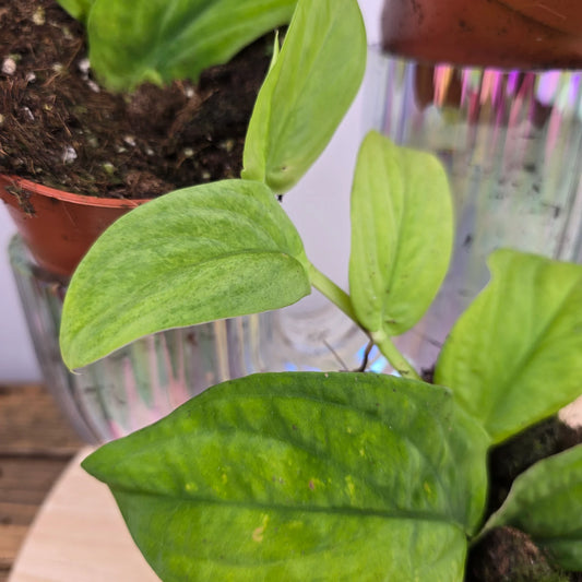 Rhaphidophora korthalsii marble aurea