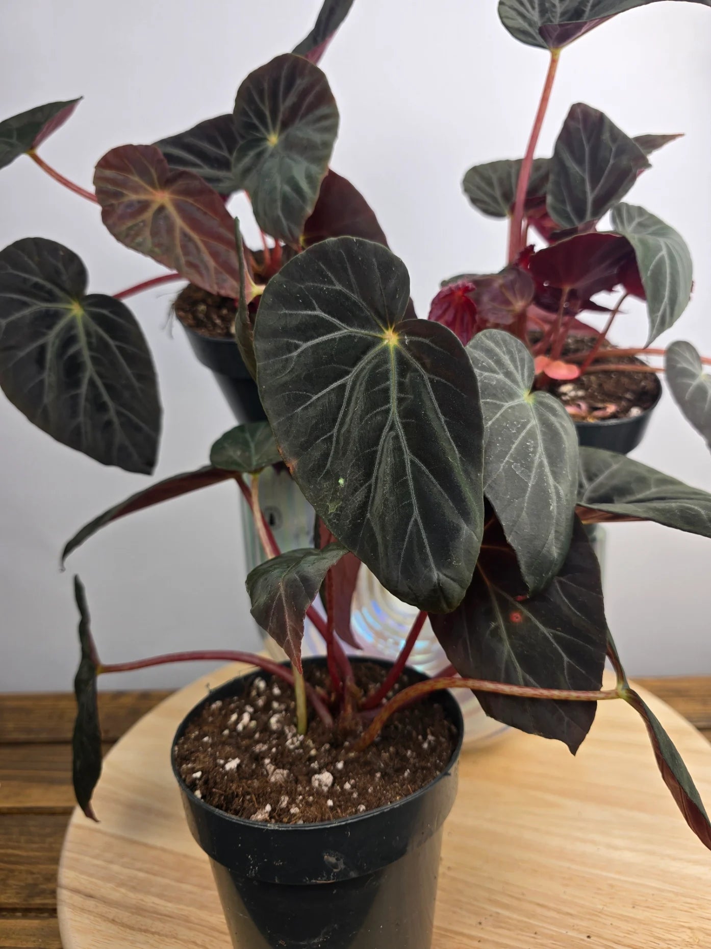 Begonia Burkillii 'Dark Form'