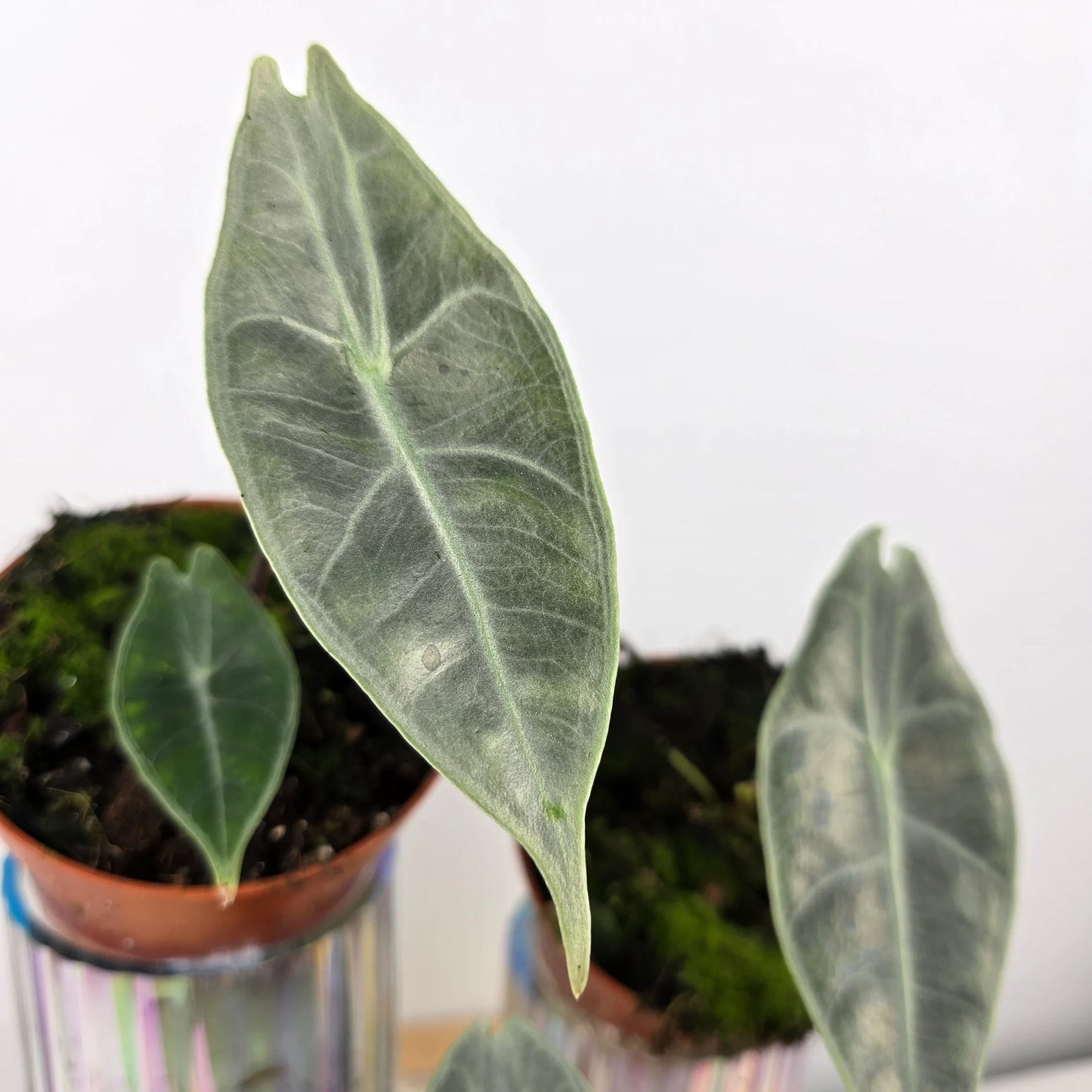Alocasia Longiloba 'silver'