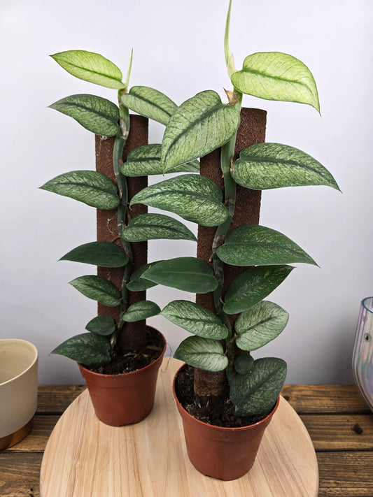 Rhaphidophora hongkongensis 'Variegata'