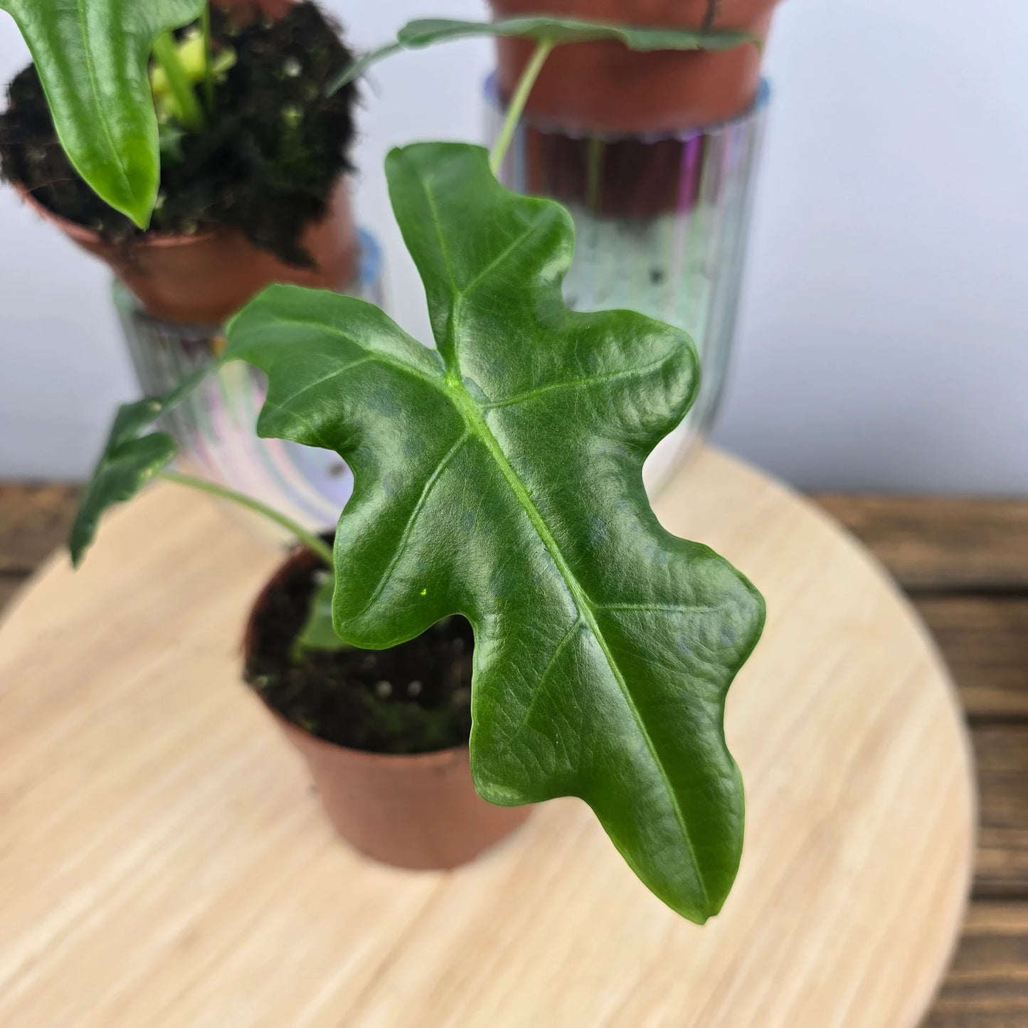 Alocasia Portei