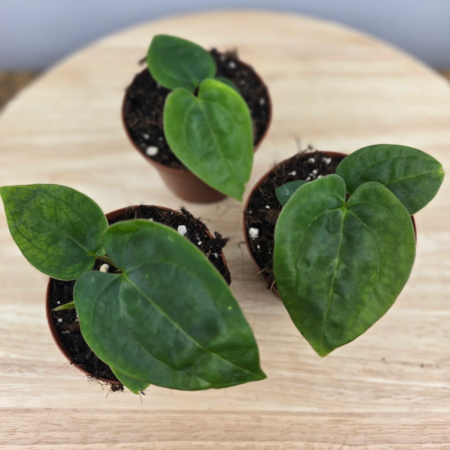 Anthurium papillilaminum x Dressleri