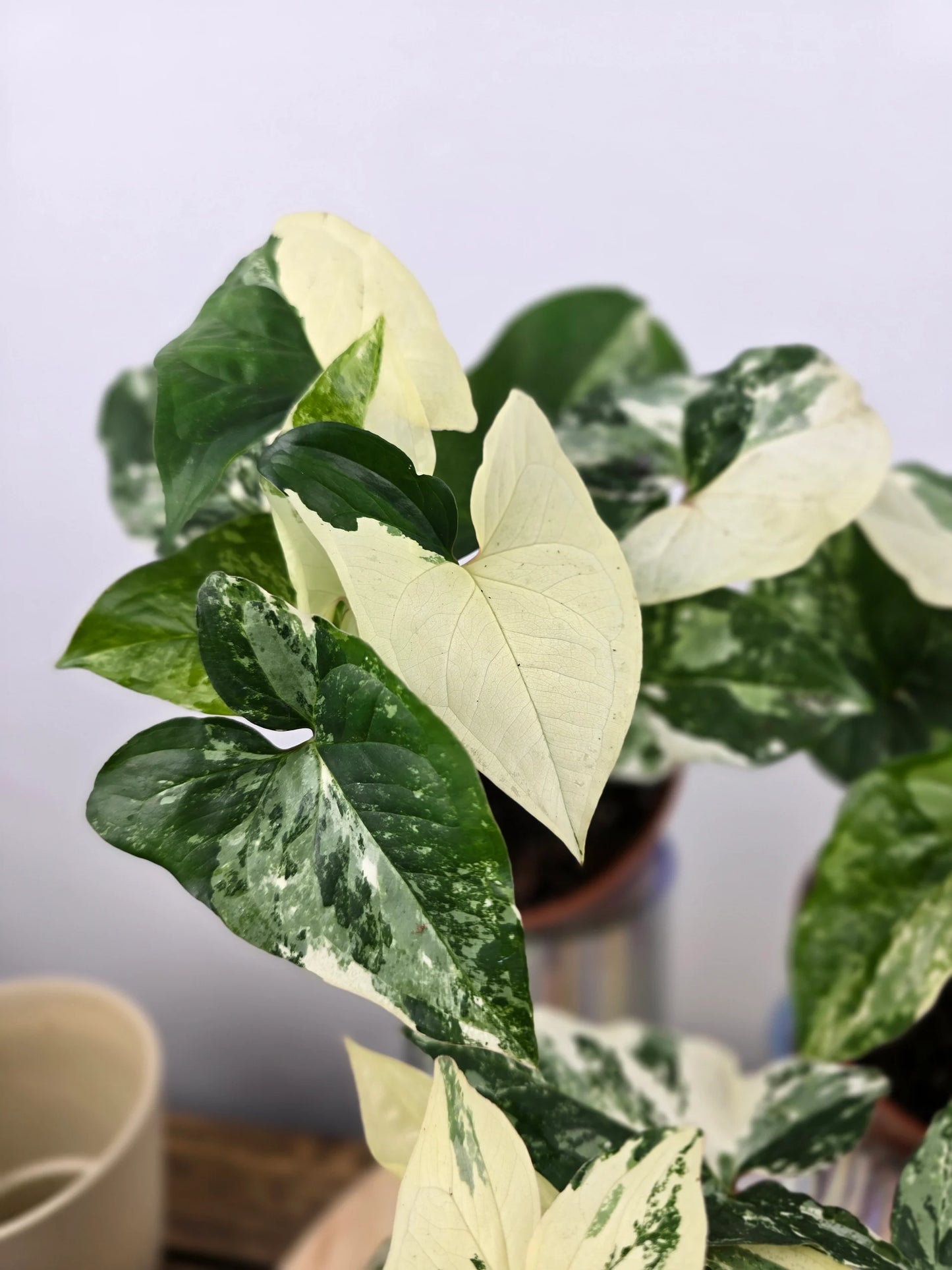 Syngonium podophyllum 'albo variegata'