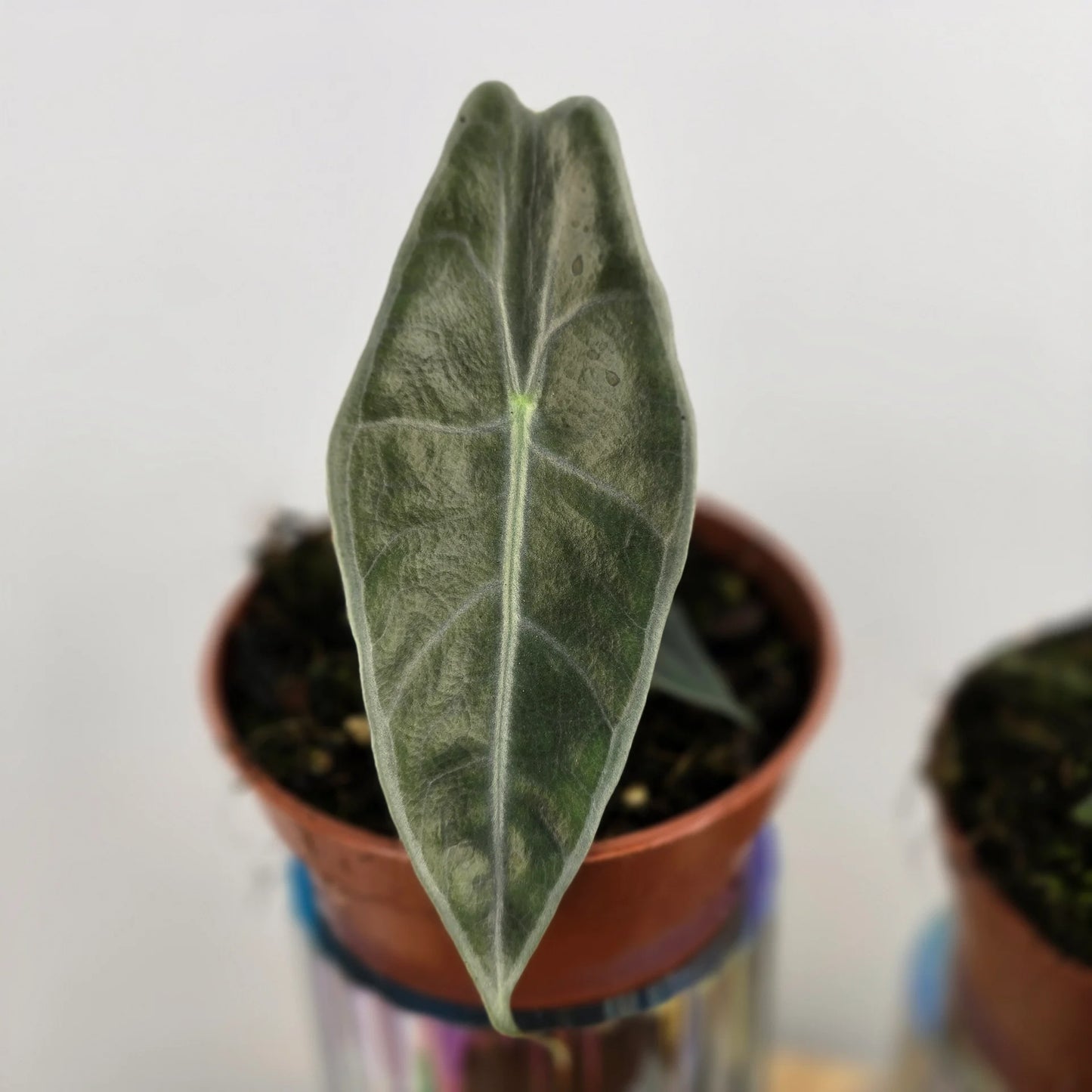 Alocasia Longiloba Purple 'S'
