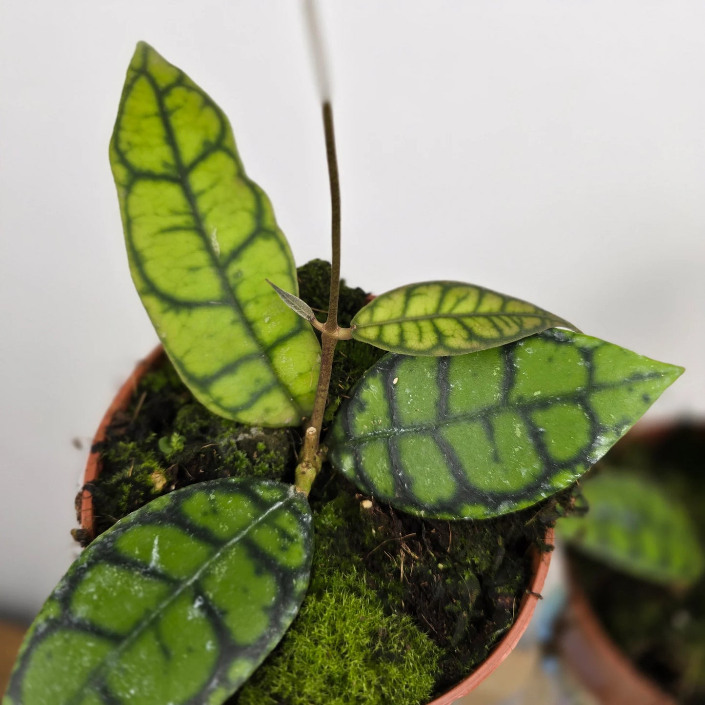 Hoya callistophylla 'Black Cat'