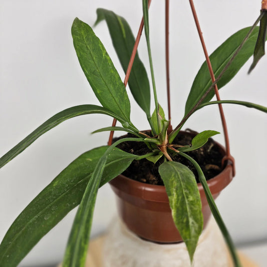 Anthurium vittariifolium 'Variegata'