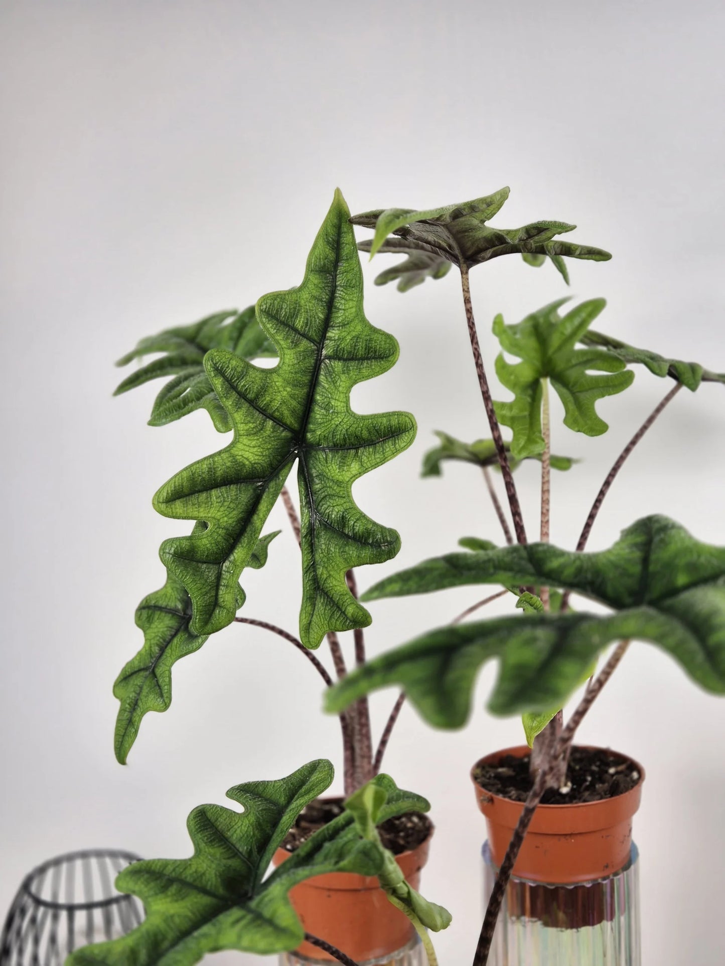 Alocasia Jacklyn