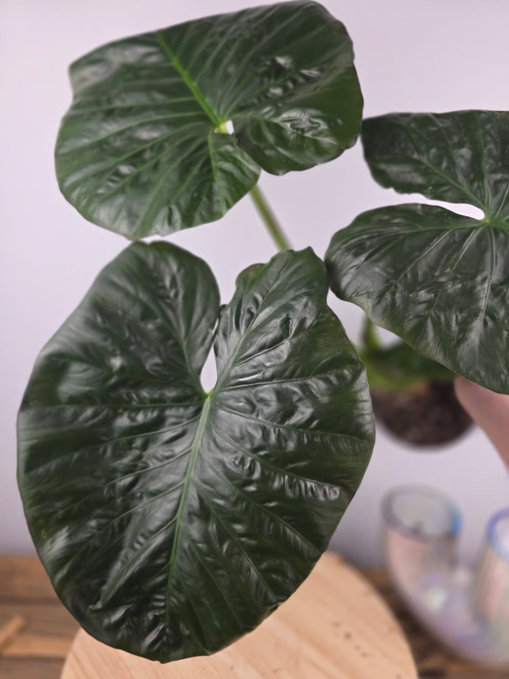 Alocasia Serendipity