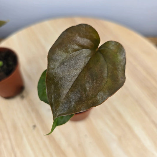 Anthurium 'Red Beauty'