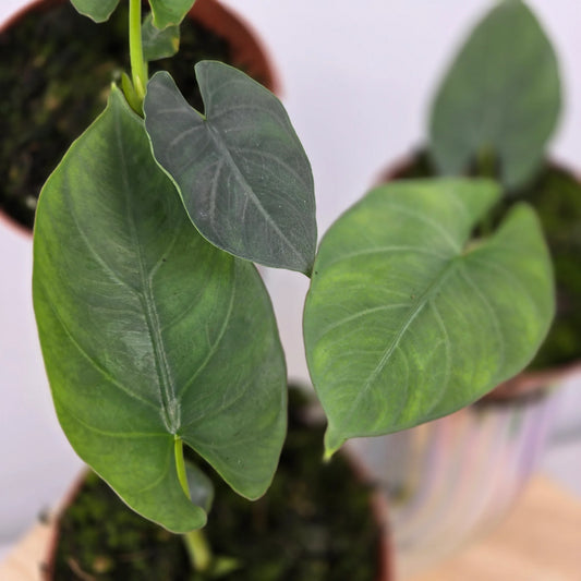 Alocasia scabriuscula