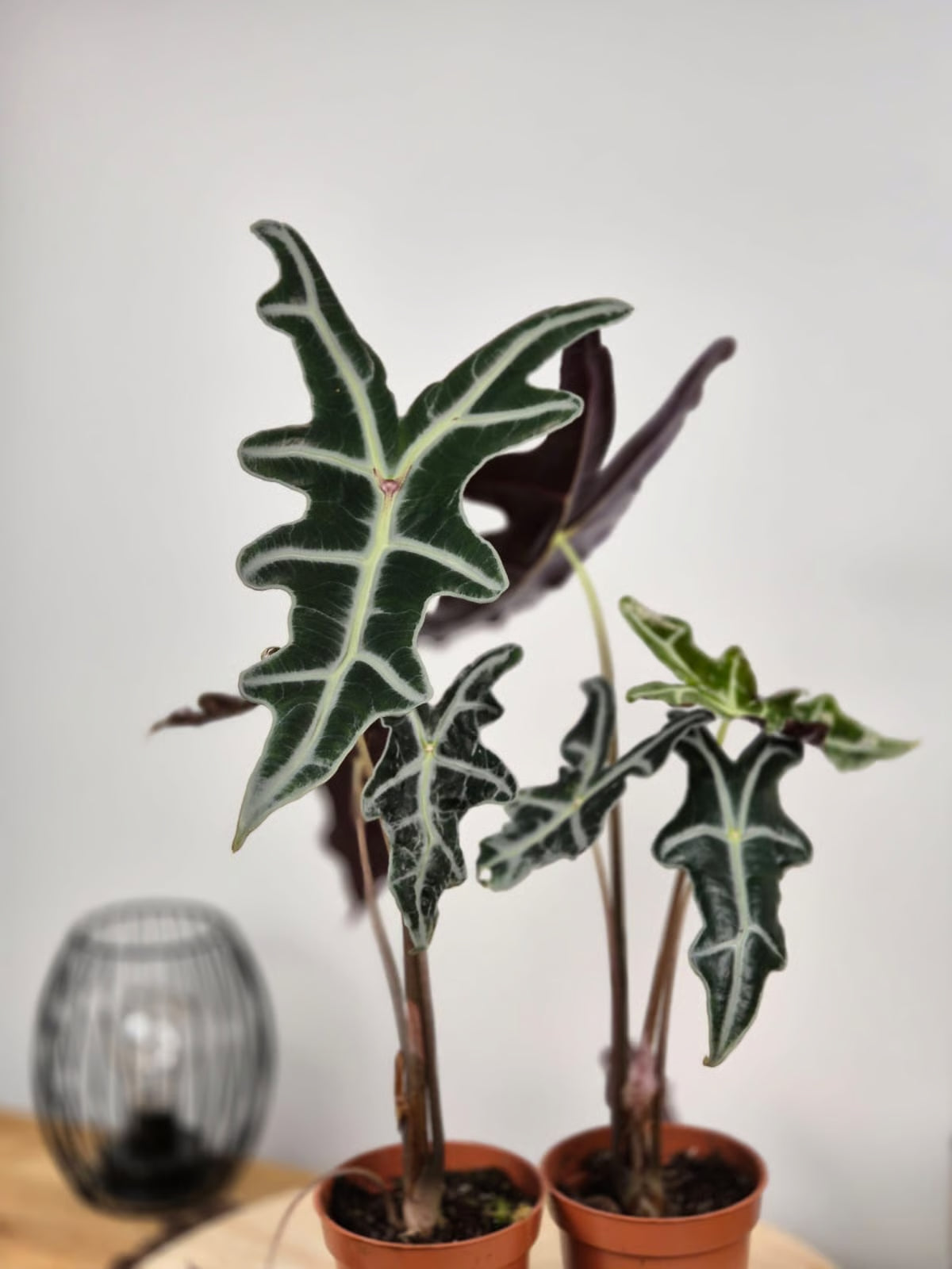 Alocasia Sanderiana 'Nobilis'