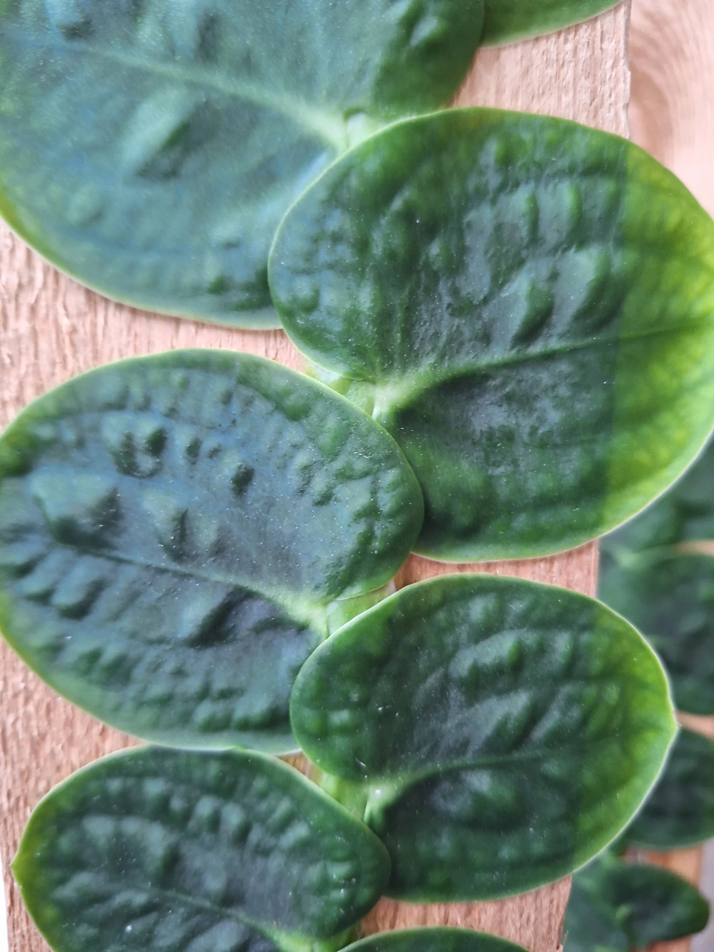 Rhaphidophora korthalsii Syn. celatocaulis