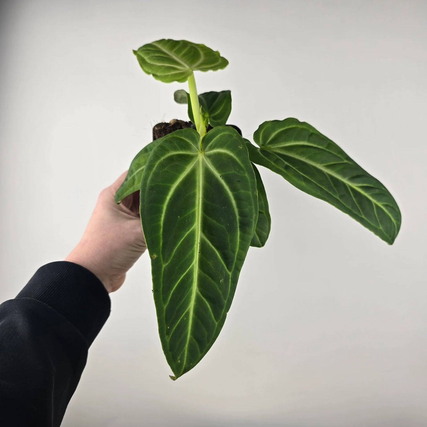 Anthurium villenaorum