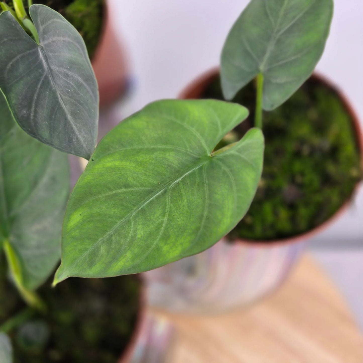 Alocasia scabriuscula