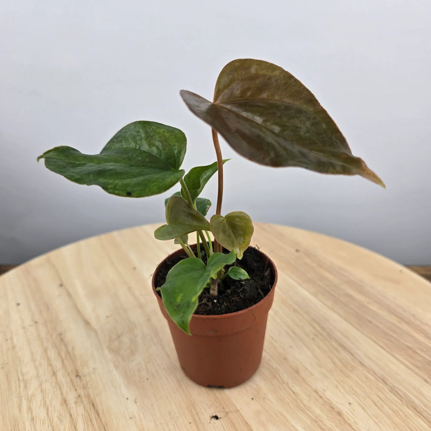 Anthurium 'Red Beauty'