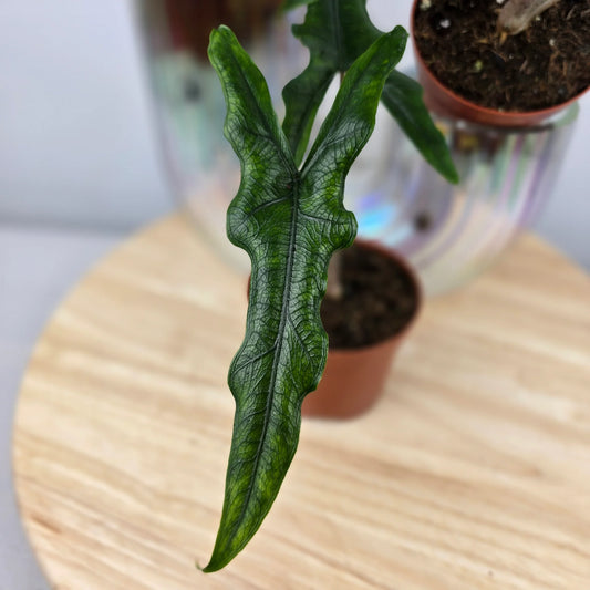 Alocasia Sabrina 'Narrow'