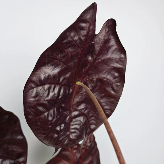 Alocasia suhirmaniana 'Red Petiole'