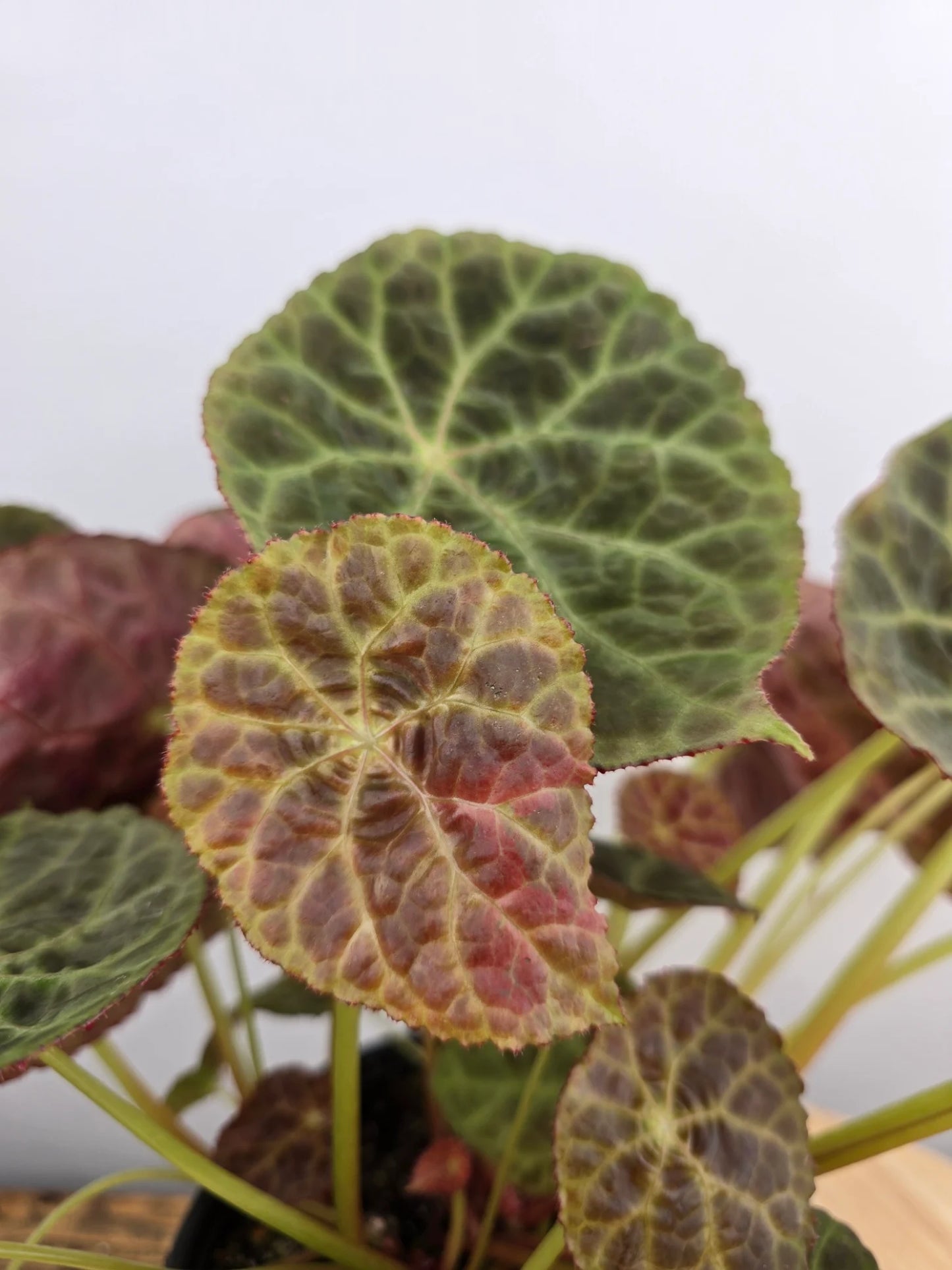 Begonia goegoensis