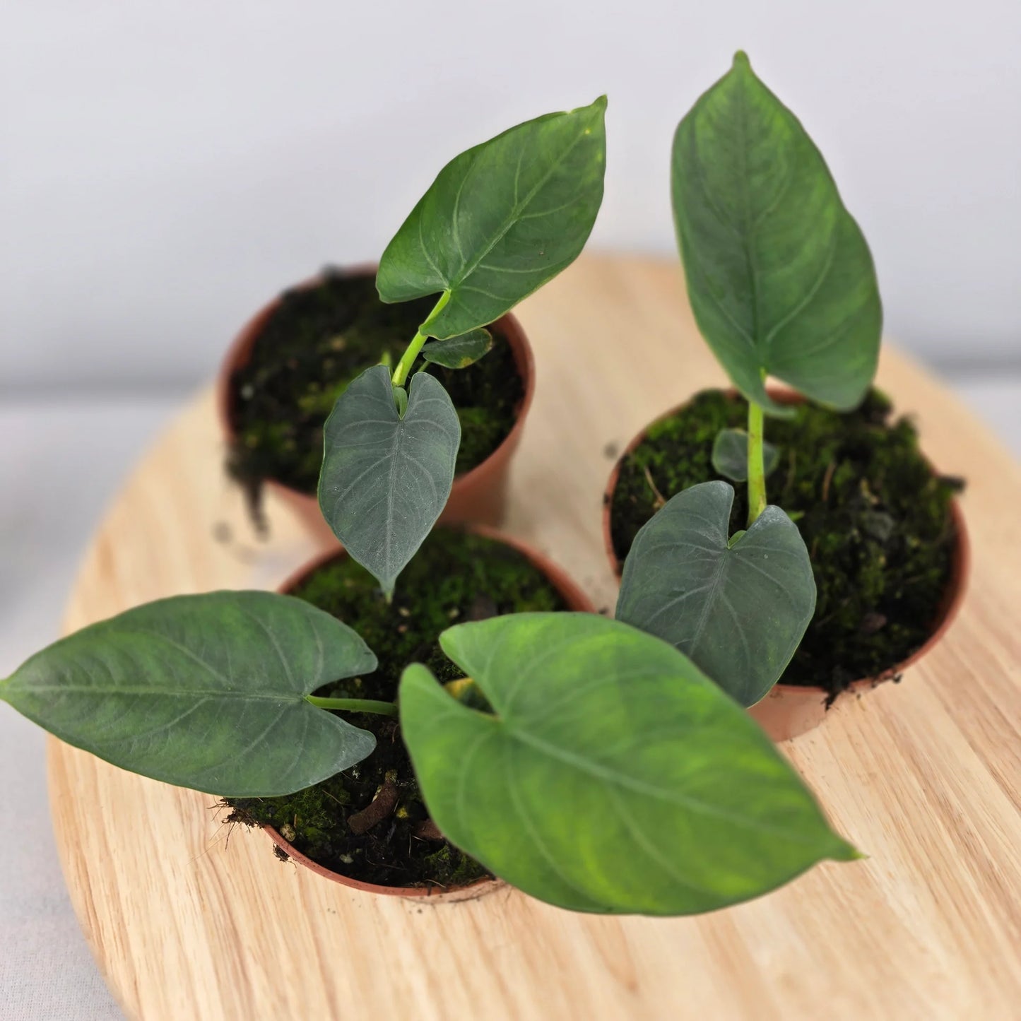 Alocasia scabriuscula