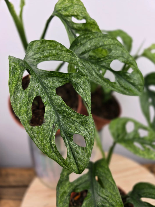 Monstera adansonii Mint