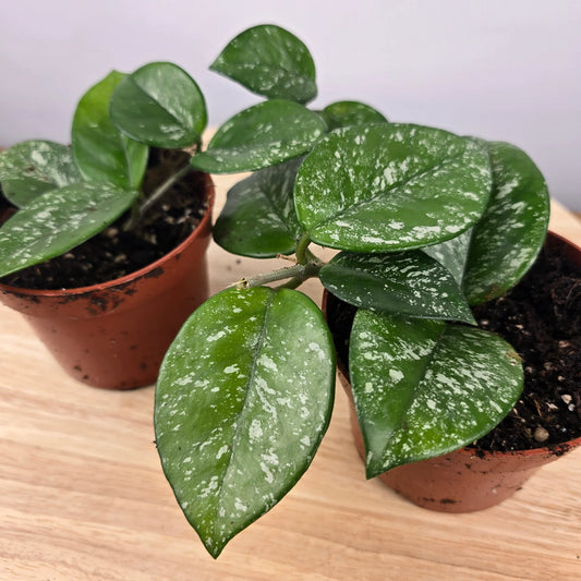 Hoya carnosa 'Freckles Splash'