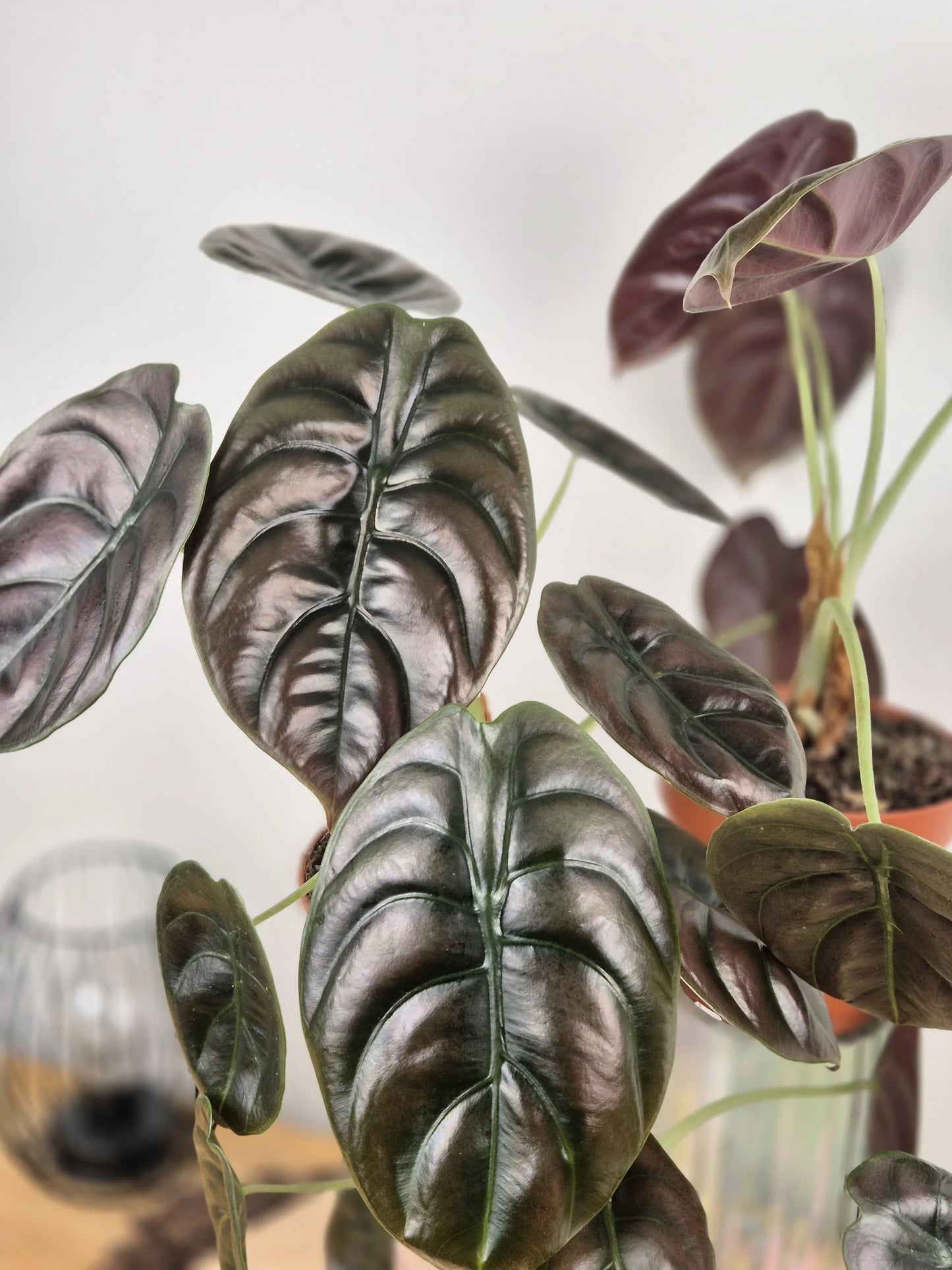 Alocasia Cuprea Red Secret