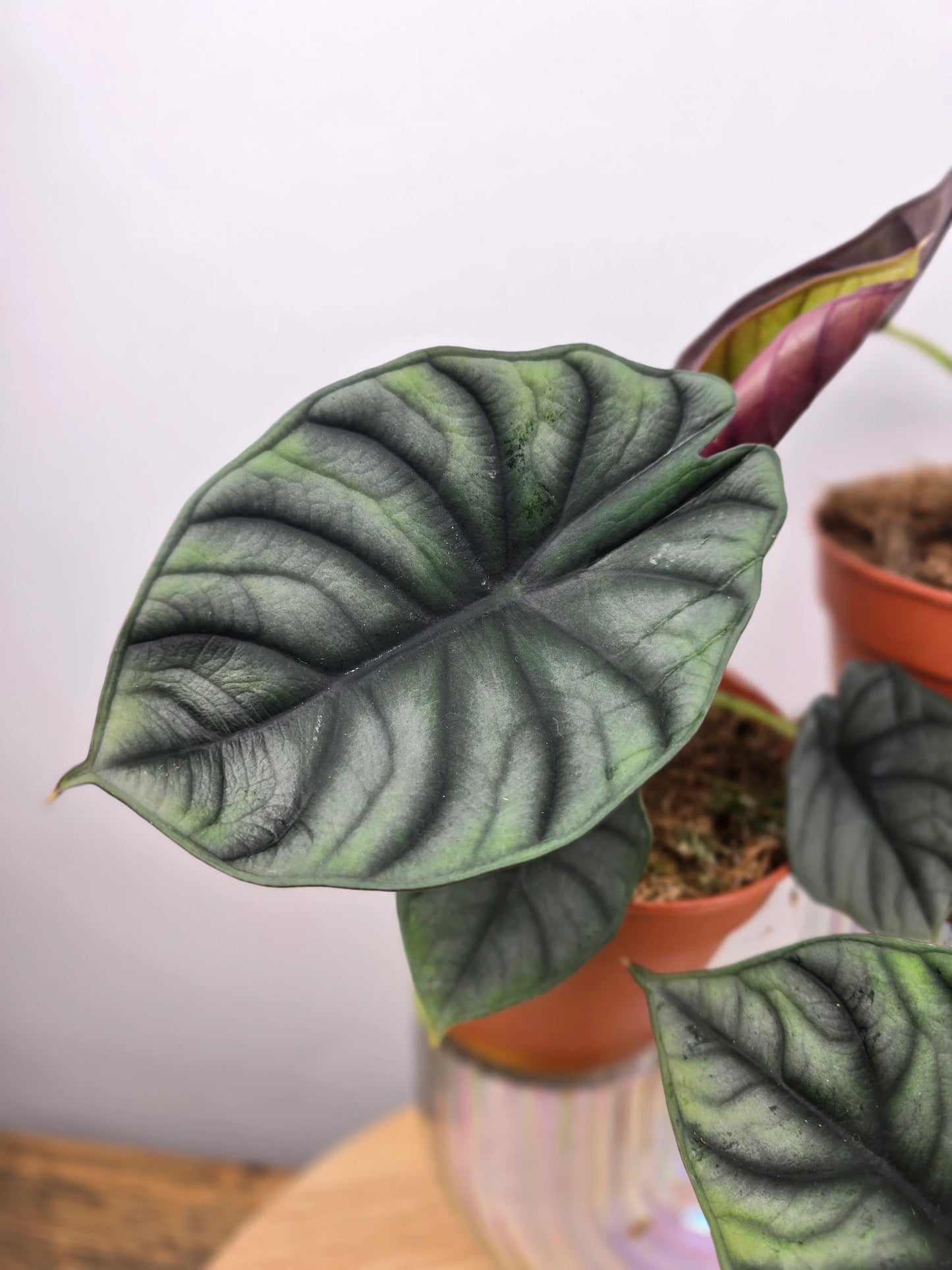 Alocasia nebula