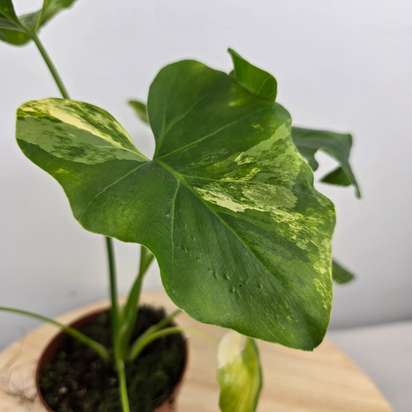 Philodendron Radiatum variegata
