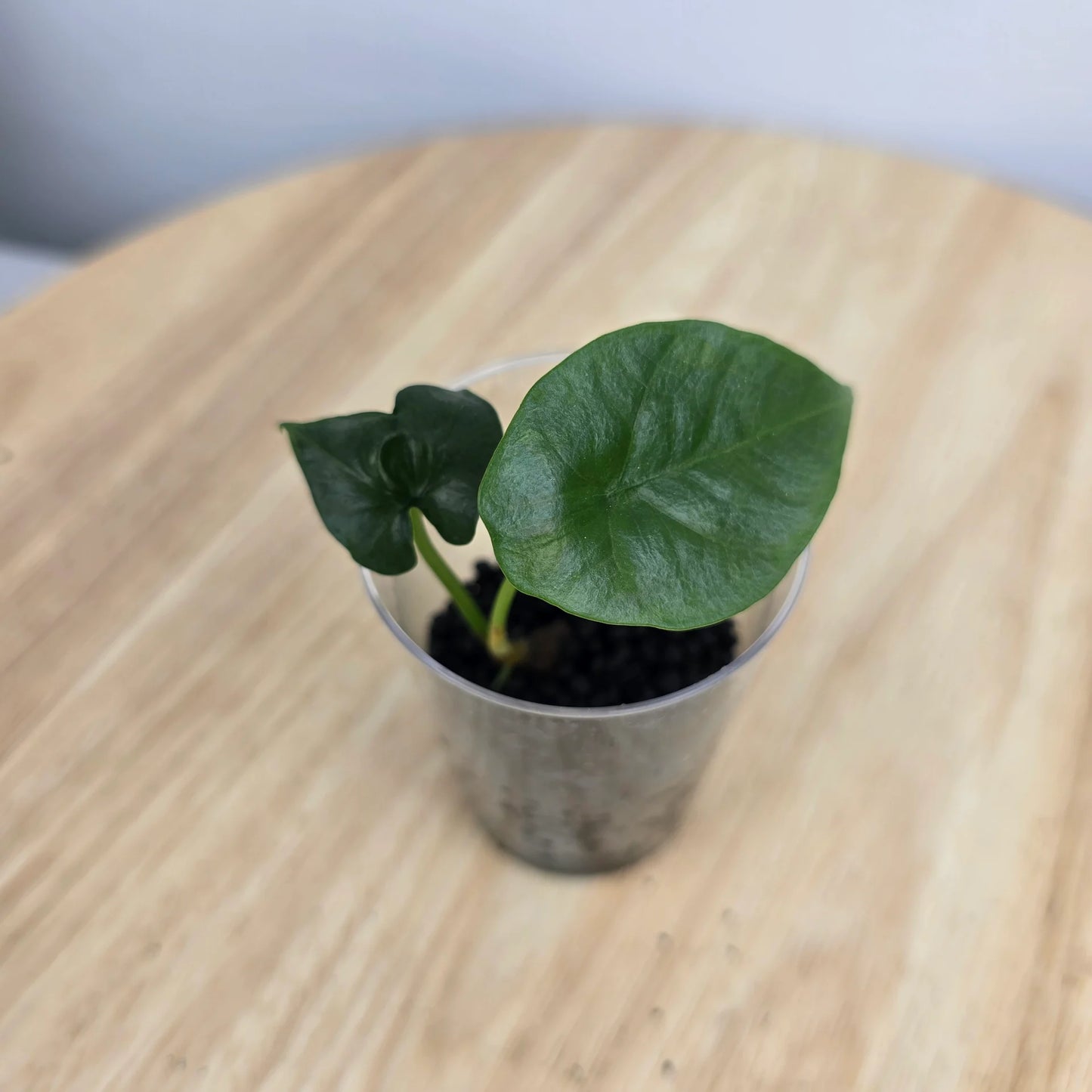 Alocasia Sinuata (JP)