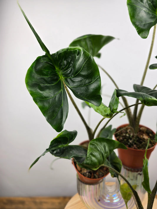 Alocasia Stingray