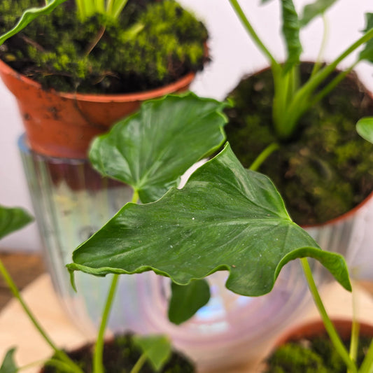 Alocasia 'Triangularis'