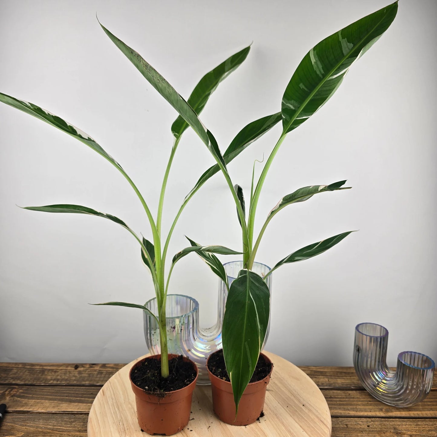 Musa 'Florida Variegata'