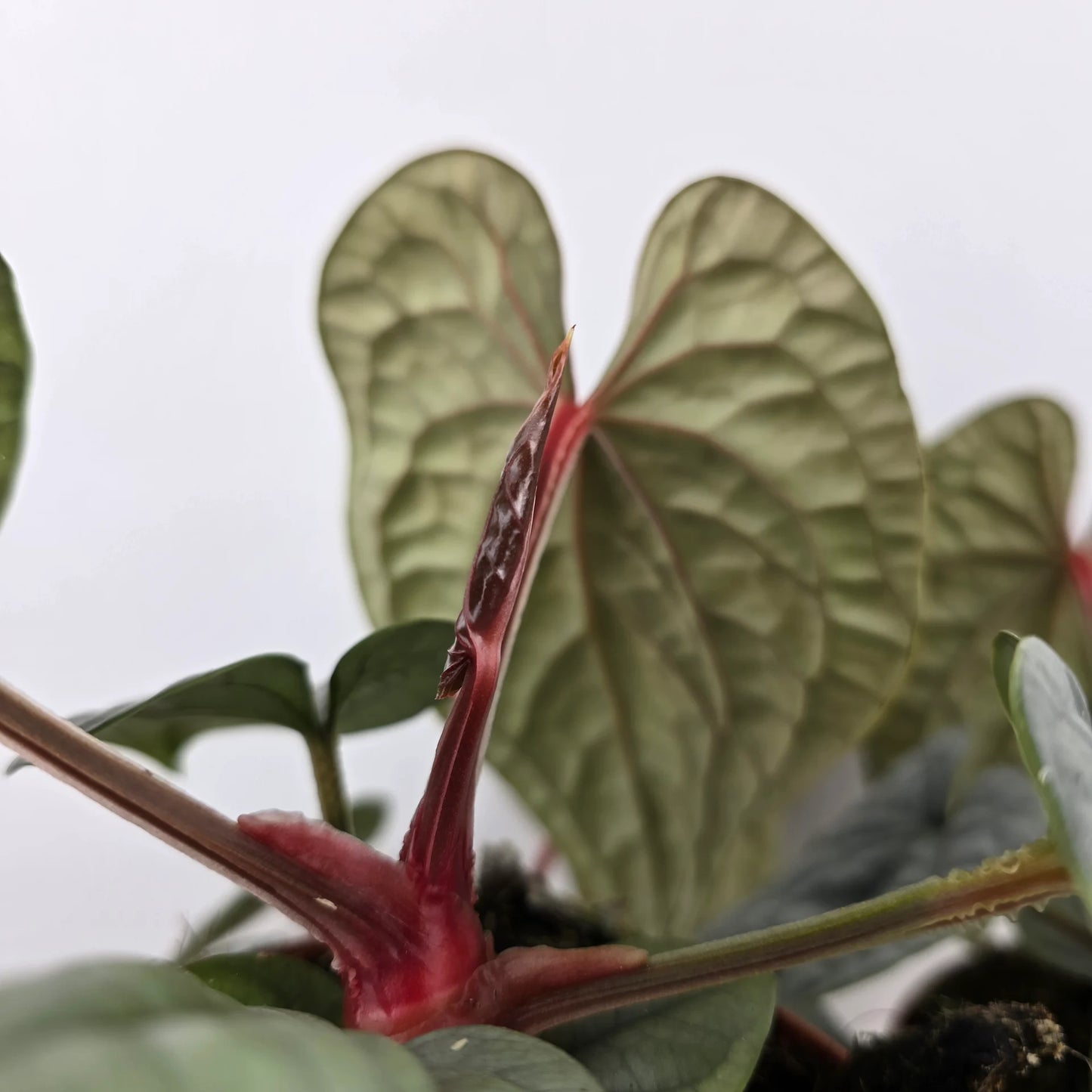 Anthurium luxurians 'M'