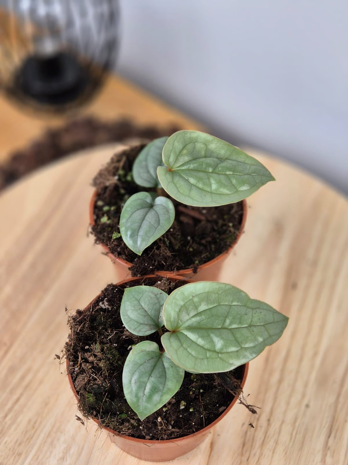 Anthurium Luxurians