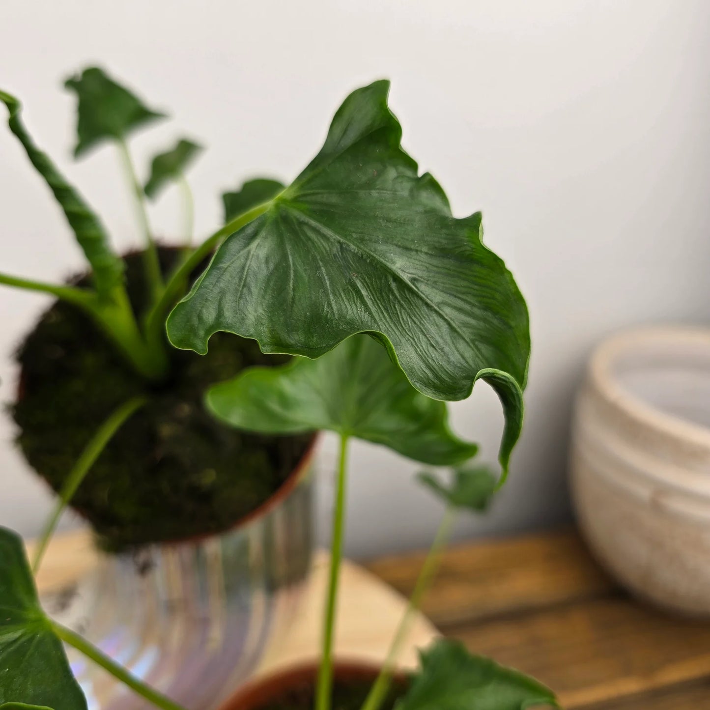 Alocasia 'Triangularis'