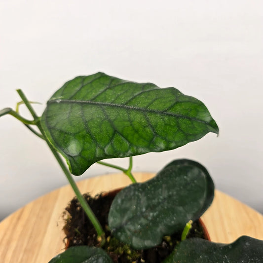 Hoya villosa (globulosa)