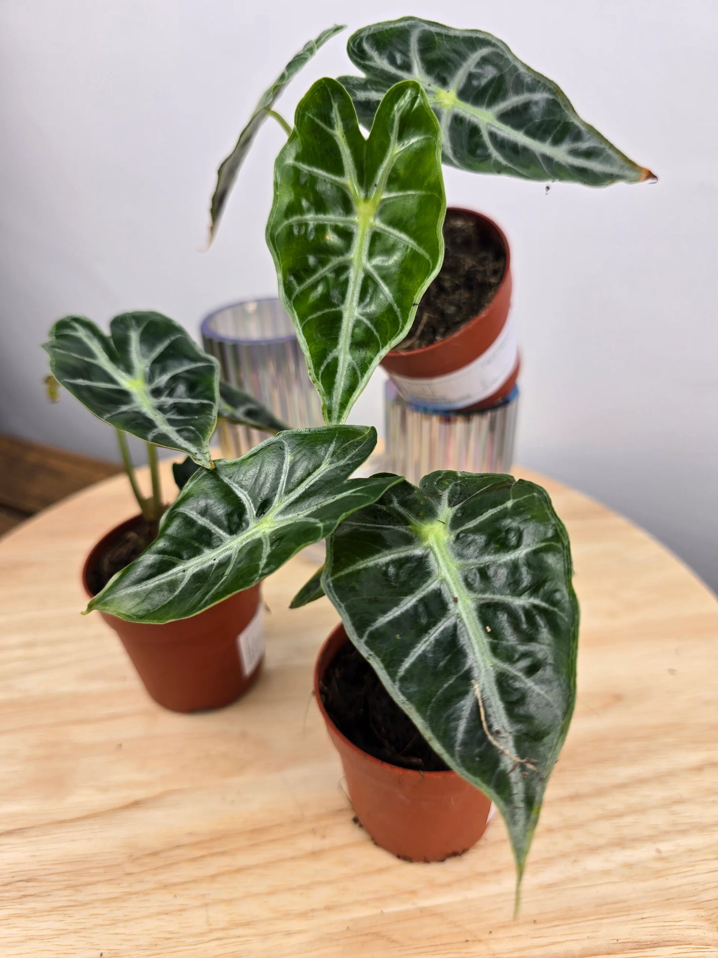 Alocasia Mandalay