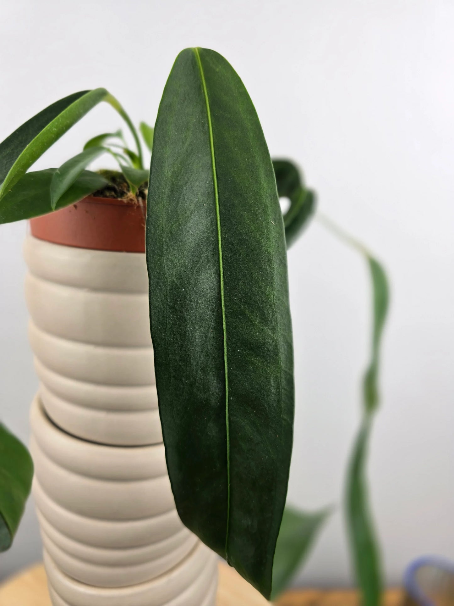 Anthurium Wendlingeri