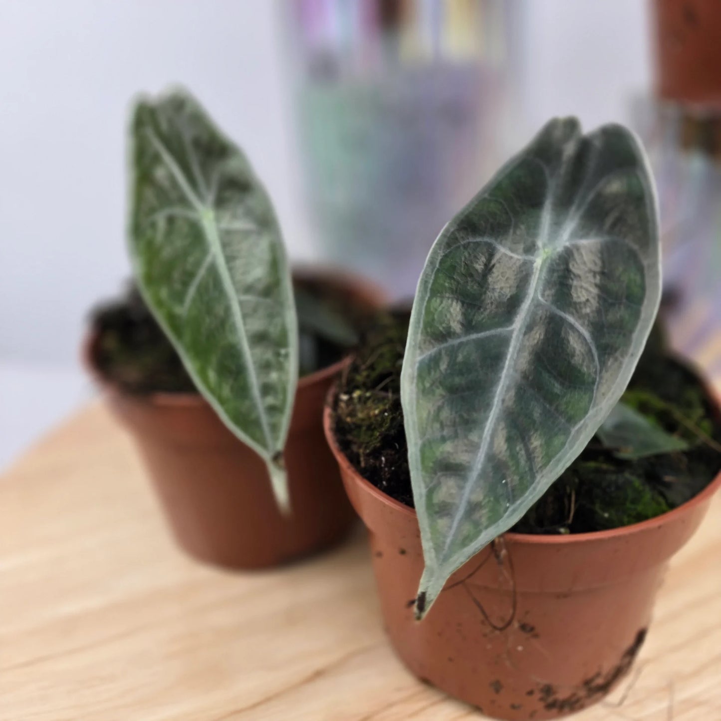Alocasia Longiloba Purple 'S'